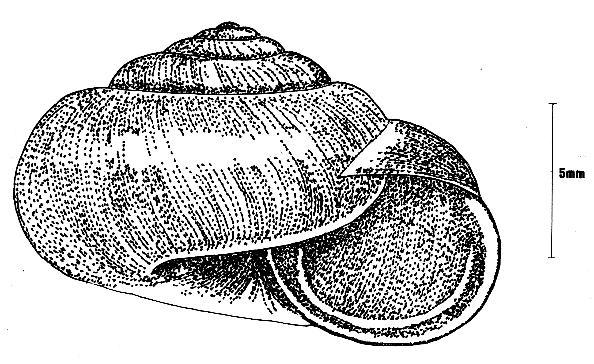 Euomphalia strigella (Draparnaud) Sidensnäcka. 2 lokaler: A, BB5. Särskilt intressant art. I biotopval har arten likartade krav som föregående, men föredrar något torrare, öppna biotoper.