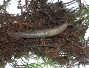 Helicigona lapicida (Linnaeus) Linssnäcka. 4 lokaler: GS2, GS5, GS7, BB2. Arten förekommer i block-klippmiljöer av olika slag, såväl av öppen typ som i skogar.