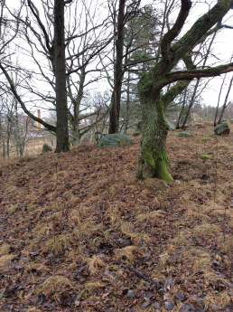 Naturvärdesobjekt 12: Blandskog 2 - Högt naturvärde Säker Mova Hebert Skog och träd Blandskog Förekomst av grova ekar, grov lönn, björk och sälg. Inslag av död ved. Solbelyst.