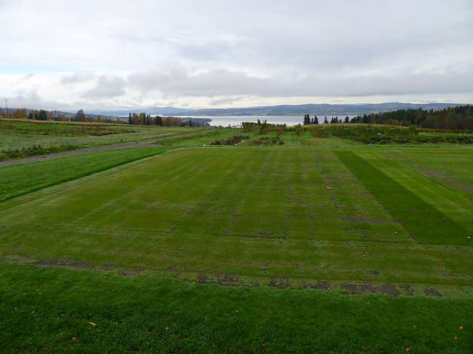 SCANGREEN Apelsvoll, sått juni 2011 (Nordlig klimatzon)