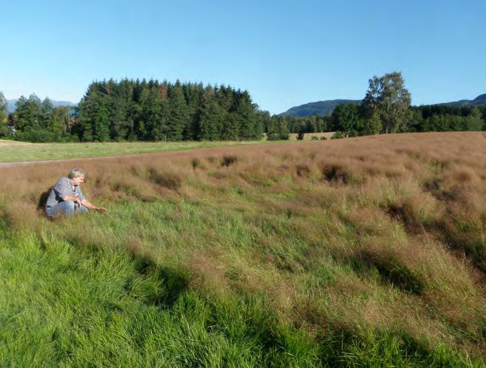 Forökning av lokalt innsamlad rödven til ruff (och fairway?