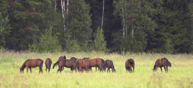 2004 2014 10 år av forskning och ny kunskap Foto: Petri Johansson/Kanal75 Forskning för fortsatta framgångar Hästforskningen går stadigt framåt och hjälper mängder av intresserade i hästbranschen.