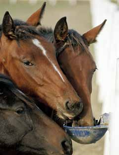 Ny metod upptäcker kvarka Kvarka i stallet är varje hästmänniskas mardröm. Sjukdomen är plågsam, långvarig och kräver att hästar isoleras.