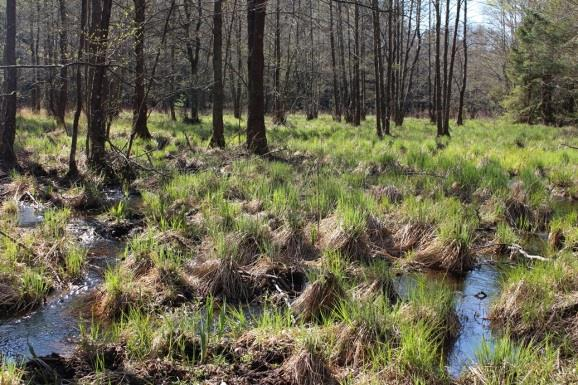 Sträcka 16 Längd: 1289 m Medelbredd: 2,5 m Medeldjup: 0,15 m Botten: Grovdetritus Strömförhållande: Lugnflytande Skuggning: >50 % Död ved: Liten förekomst Fysisk påverkan: Kraftig Öringbiotop: