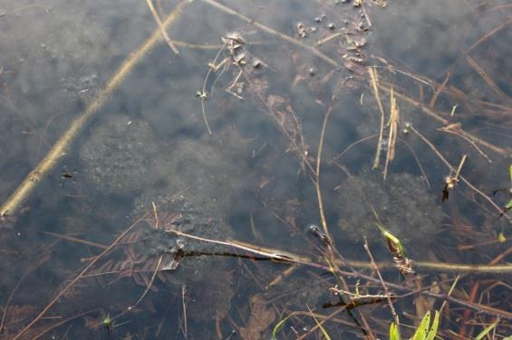 Sträcka 22 Längd: 340 m Medelbredd: 1,5 m Medeldjup: 0,2 m Botten: Grovdetritus Strömförhållande: Svagt strömmande Skuggning: 5-50 % Död ved: Liten förekomst Fysisk påverkan: Kraftig Öringbiotop: