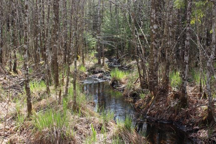 Sträcka 29 Längd: 1545 m Medelbredd: 1,5 m Medeldjup: 0,1 m Botten: Grovdetritus Strömförhållande: Svagt strömmande Skuggning: >50 % Död ved: Liten förekomst Fysisk påverkan: Försiktigt Öringbiotop: