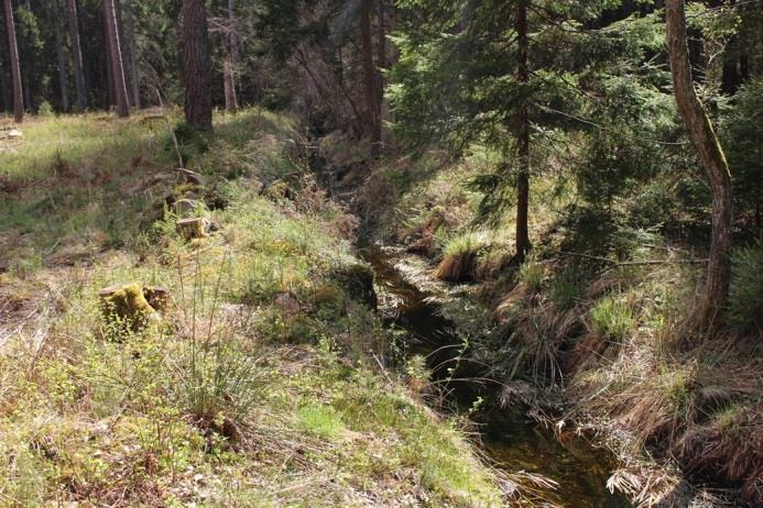 Sträcka 31 Längd: 693 m Medelbredd: 0,4 m Medeldjup: 0,1 m Botten: Grovdetritus Strömförhållande: Svagt strömmande Skuggning: > 50 % Död ved: Liten förekomst Fysisk påverkan: Kraftig Öringbiotop: