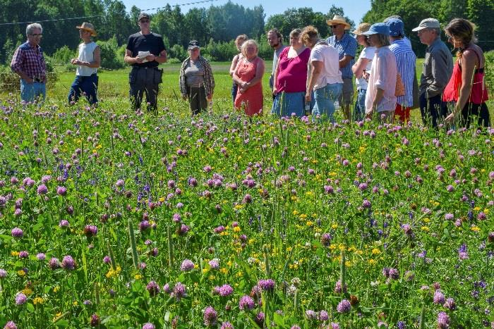 Erfarenheter biodiversitet och artblandningar Svårt att få en tillräckligt tidigt blomning.