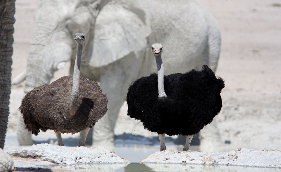 Ett par strutsar i Etosha NP. Elefanter till vänster och i bakgrunden. Foto: Göran Pettersson Artlista fåglar 1. Jackass Penguin Sphenicus demersis 1 ex i havet utanför Walvis Bay 17/9 2.