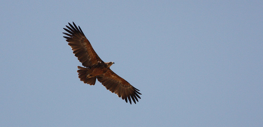 57. African Fish-Eagle Haliaeetus vocifer Noterad 9 av resans 18 dagar 58. Osprey Pandion haliaetus 1 ex Ndhovu Lodge 24/9, 1 ex båtresan på Zambezi 27/9 59.