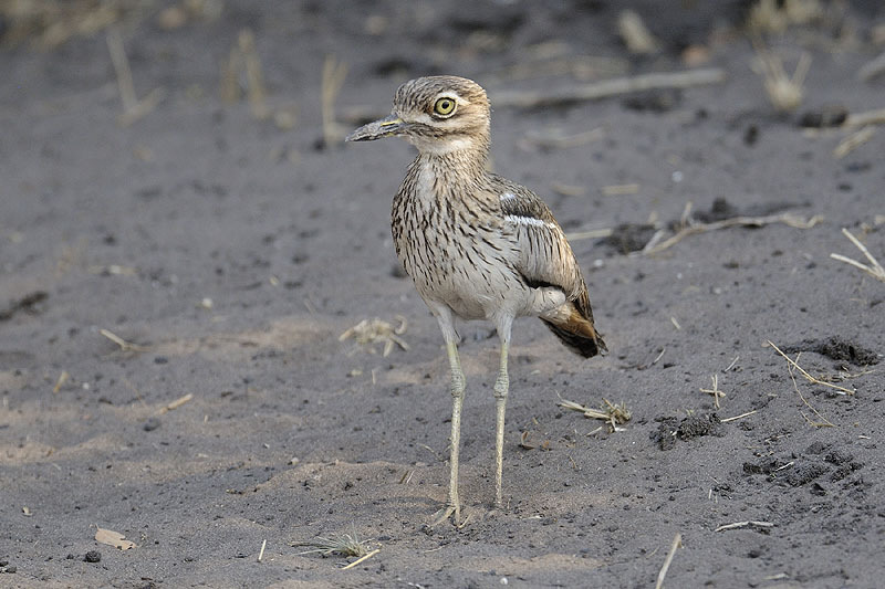 123. Common Sandpiper Actitis hypoleucos Noterad 7 av resans 18 dagar 124. Green Sandpiper Tringa ochropus 2 ex reningsverket i Otjiwarongo 20/9, 1 ex båtresan på Zambezi 27/9 125.