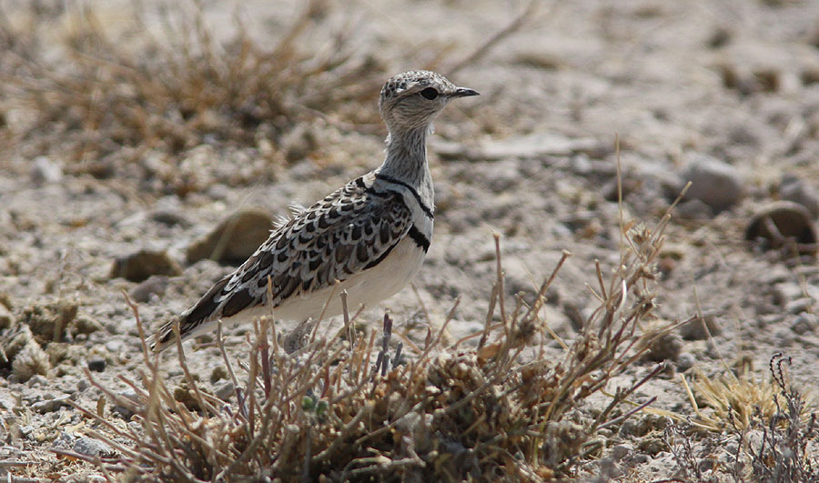 139. Burchells Courser Cursorius rufus 3 ex Etosha NP 22/9 140.