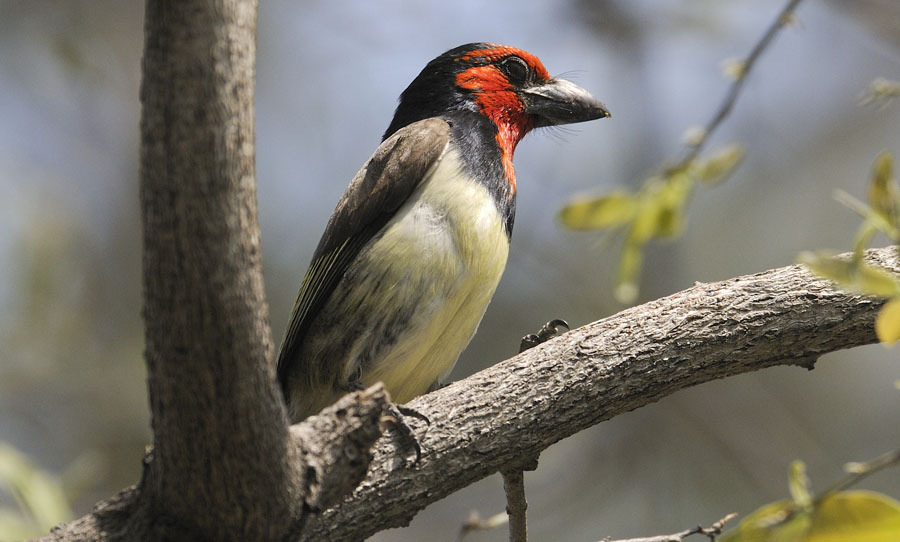 211. Redbilled Hornbill Tockus erythrorhynchus Noterad 6 av resans 18 dagar 212. Damara Hornbill Tockus damarensis 2 ex Toshari Lodge 20/9 213.