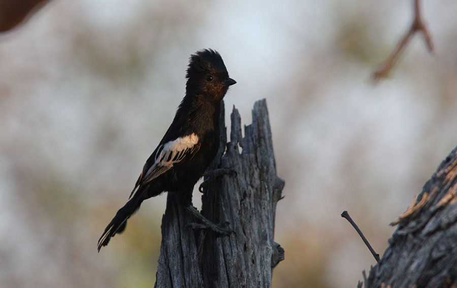 247. Forktailed Drongo Dicrurus adsimilis Noterad 16 av resans 18 dagar 248.