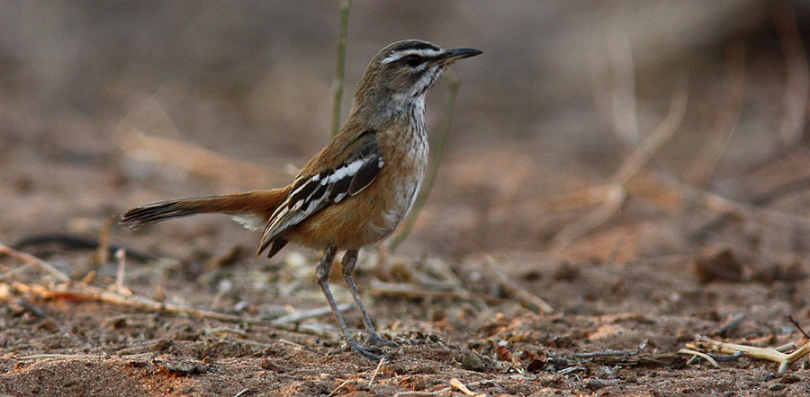 261. Terrestrial Bulbul Phyllastrephus terrestris 1 ex Popa falls 24/9, 2 ex Katima Mulilo 27/9, 3 ex Movana Lodge 29/9, 3 ex Viktoriafallen 30/9, 2 ex vid A Zambezi Lodge 30/9 262.