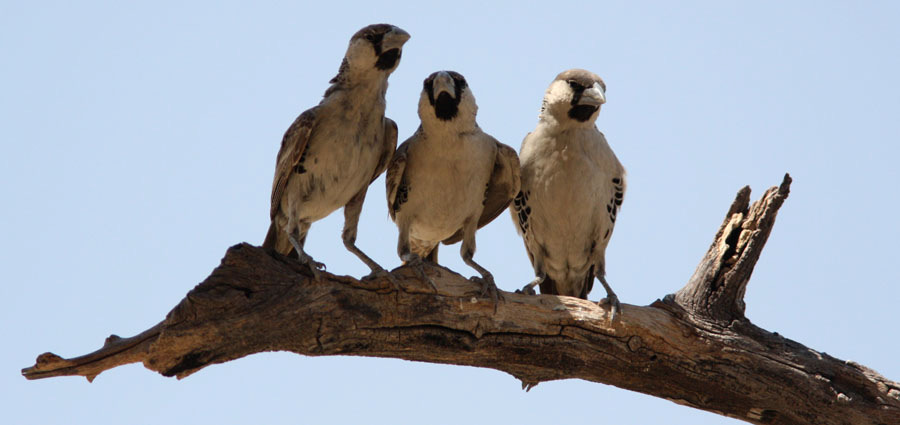 355. Whitebrowed Sparrow-Weaver Plocepasser mahali Noterad 13 av resans 18 dagar 356. Sociable Weaver Philetairus socius Tre kolonier ex längs väg C28 Windhoek-Swakopmund 16/9. Allmän i Etosha NP.