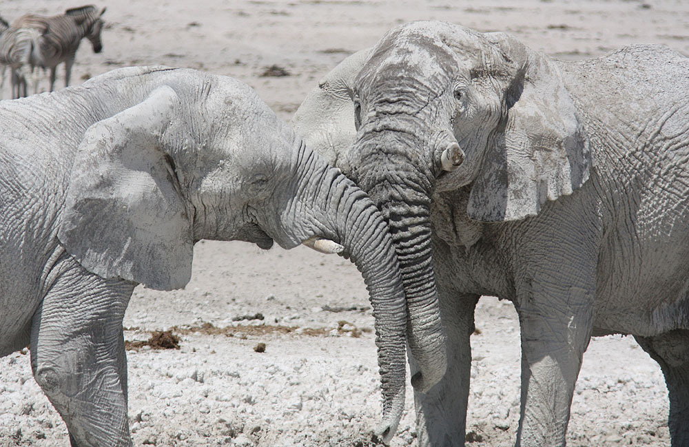 Elefantkompisar, Etosha NP. Foto: Göran Pettersson Artlista däggdjur 1. Chachma Baboon (sydafrikansk babian) Papio cynocephalus Noterad 7 av resans 18 dagar 2.