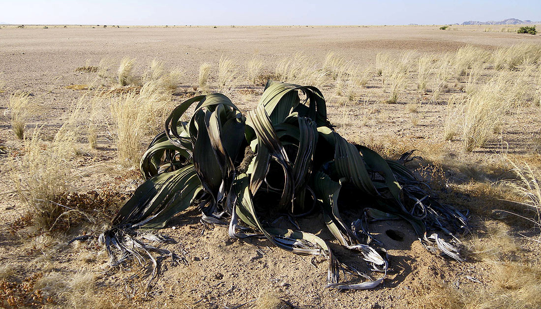 Welwitschia mirabilis, Swakopmund. Foto: Göran Pettersson RESEDAGBOK Tisdag 14 september Hela gruppen samlades i München och bekantade sig med varandra.
