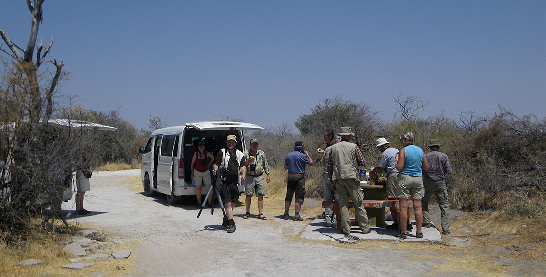 Fältlunch i Etosha NP. kaler - ett gott tecken på lejon. Och visst låg där en lejoninna bredvid ett kadaver. En mäktig syn!