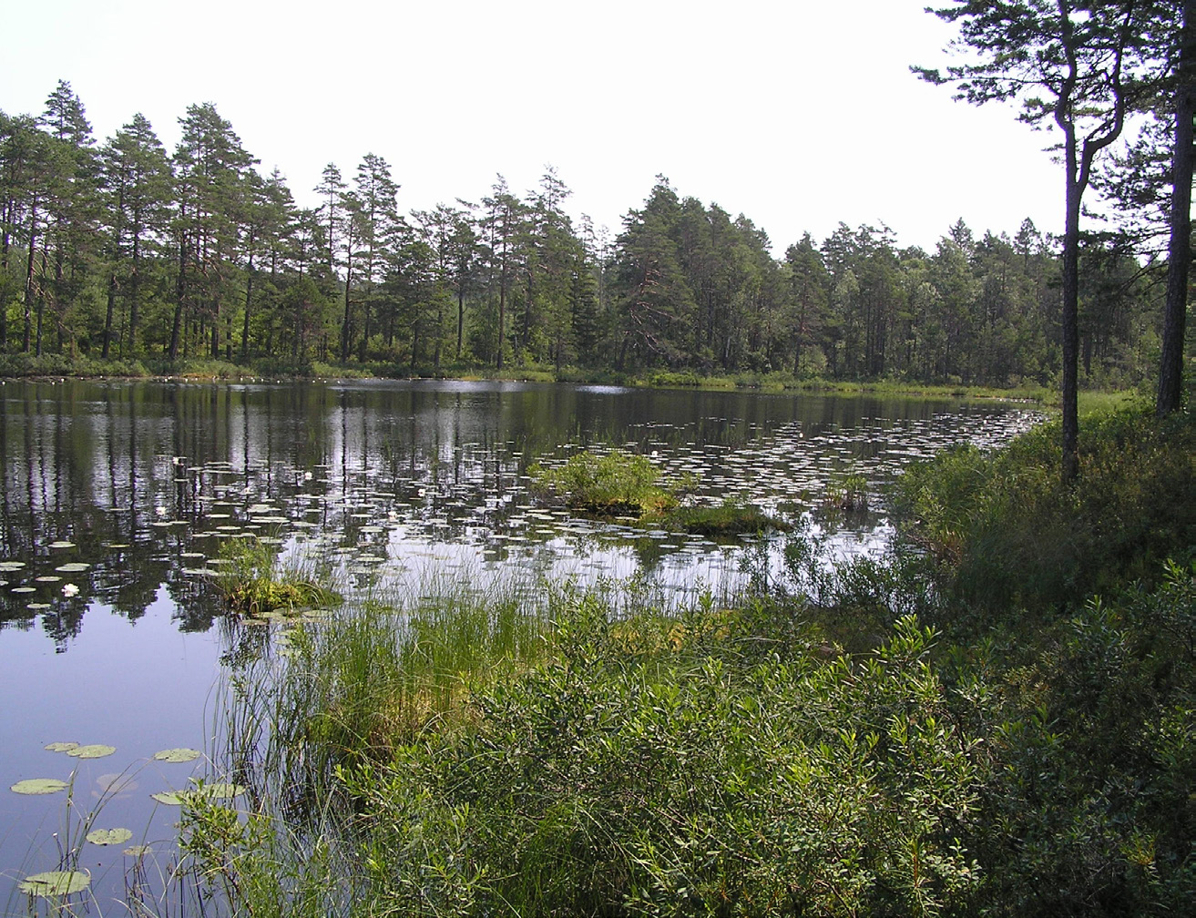 Pudrad kärrtrollslända Leucorrhinia albifrons LC En blåfärgad (hanen) slända som framförallt påträffas i mindre, näringsfattiga vatten såsom brunvattensjöar.