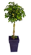 VÄXTER BLOMMOR Ficus Ali ArtNr. 10 185 Ficus ArtNr. 10 186 Cyastipula ArtNr. 10 182 Blommande uteplantering ArtNr. 10 188 Gullranka ArtNr. 10 180 Pachira, flätad stam ArtNr. 10 181 Schefflera ArtNr.