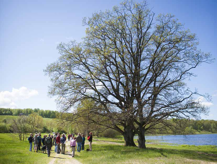 Foto: Hässleholms kommun Fordonsbränsle Hässleholms kommuns inköpta drivmedel GWh Energianvändning Hässleholms kommun Figur