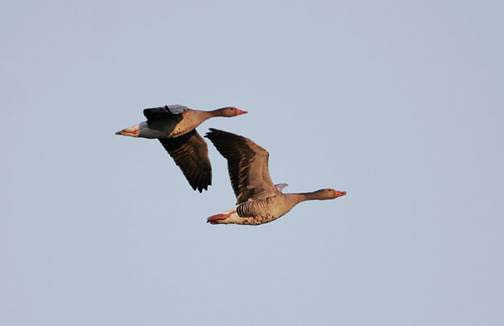 Flyginventering av grågås i Hammarsjön och Araslövssjön 15 Maj 2005 Inventeringen är utförd på uppdrag av Länsstyrelsen i