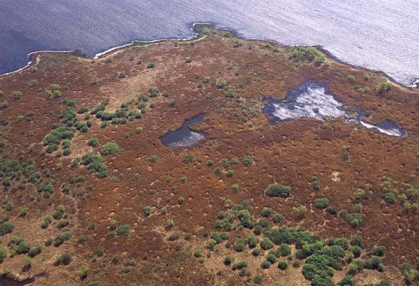 Foto 1. Vy över Harön vid flyginventeringen 15 maj 2005. Bladvassen ligger ner över större delen av ytan och få grågåsbon går att hitta. Foto 2.