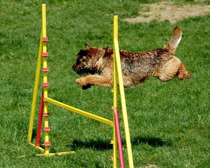 Välkommen till prova-på-dag med hundungdom Vi bjuder på aktiviteter för barn och ungdomar 7-15 år. Du får prova på bland annat agility, rallylydnad och tricks. Vi lånar ut hundar till alla deltagare.
