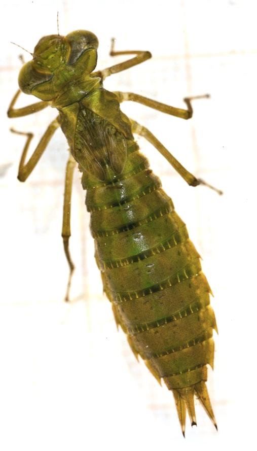 1 Identifikation av larver av grön mosaikslända (Aeshna viridis) i mattor av vattenaloe (Stratiotes aloides), samt av fjällmosaikslända (Aeshna caerulea) i mossegölar Ulf Norling, 2014.