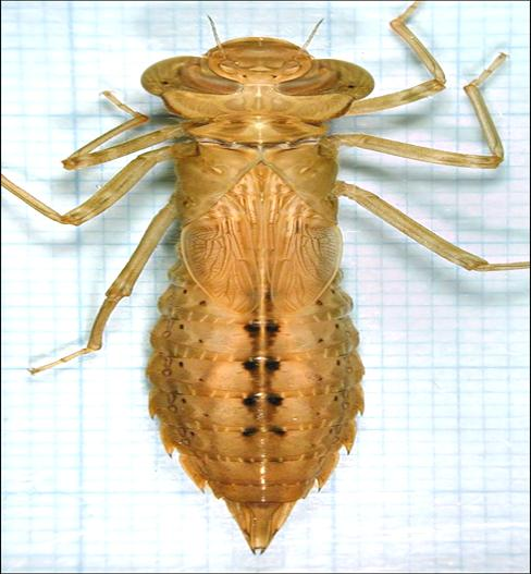 4 Aeshna isosceles: Små larver har en liknande tvärbandad teckning som viridis, men de ljusa områdena är lite större än hos viridis av samma storlek. Tvärband kan saknas hos mörka exemplar.
