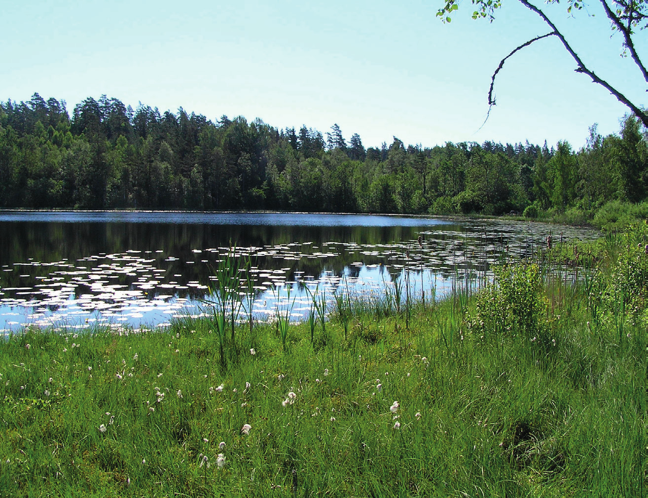 Bred kärrtrollslända Leucorrhinia caudalis LC Bred kärrtrollslända är en på många håll i Sverige ovanlig art, men är mer allmän i östra Mellansverige.