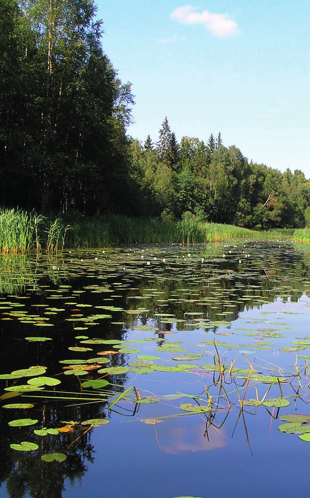 Norrland? Livsmiljö och ekologi Bred kärrtrollslända förekommer framförallt i näringsfattiga till måttligt näringsrika skogssjöar, ofta av brunvattentyp, med riklig vegetation av näckrosor.