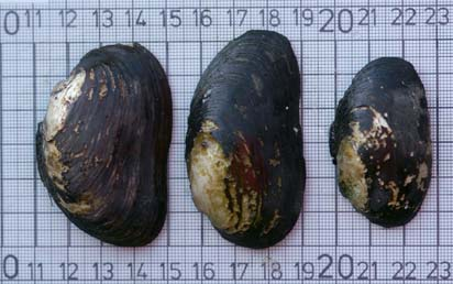 Variation i skalform hos tjockskalig målarmussla från en och samma lokal i Bråån Tjockskalig målarmussla Tjockskalig målarmussla var länge en doldis i svenskt naturvårdsarbete.