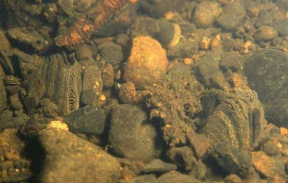 Tjockskaliga målarmusslor djupt nedgrävda i sten- och grusbottnen vid Smedstorp den andra. Dessutom sågs de i flera fall gå nere i vattnet och beta av vattenväxterna.