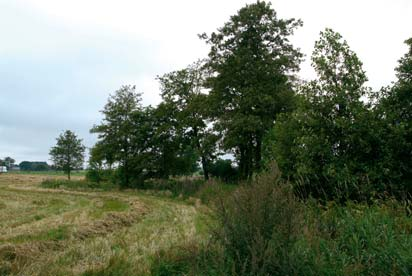 Bråån uppströms Ulatofta Bråån, Ulatofta uppströms bron 618749, 136776 Uppströms vägen vid Ulatofta rinner Bråån fram mellan vallbesådda åkrar och en mindre lövträdsdunge.