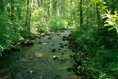 Lerbäcken vid Hjärnarp Lerbäcken, Hjärnarp nedströms damm 624739, 132170 Uppströms Hjärnarp rinner Lerbäcken i två fåror nerför sluttningen. Bäcken är dämd till en stor damm vid en kvarn.