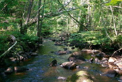 Sumpskogen uppströms Hjärnarp Lerbäcken, Hjärnarp uppströms damm 624750, 132200 Uppströms Hjärnarp faller Lerbäcken ganska kraftigt på sin väg ner för Hallandsåsen.