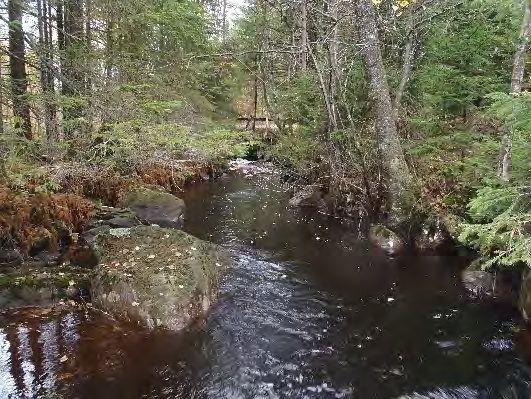 Bottenfauna i Västra Götalands län 13 5. Hyndarpsån, Spångarås Datum: 13-1-1 Kommun: Svenljunga Koordinat: 353/3779 (sweref 99) 15-5 m nedströms trumman.