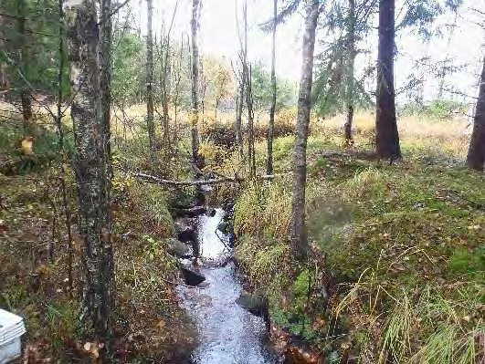 Bottenfauna i Västra Götalands län 13 51. Bäck från Köljesjön, Holm Datum: 13-1-1 Kommun: Svenljunga Koordinat: 335/31 (sweref 99) -1 m nedströms bron.