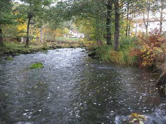 Bottenfauna i Västra Götalands län 13 57. Kungsbackaån, Alafors Datum: 13-1-9 Kommun: Kungsbacka Koordinat: 319/31 (sweref 99) I västra fåran ca 75 m nedströms bron, -3 m nedströms gångbron.