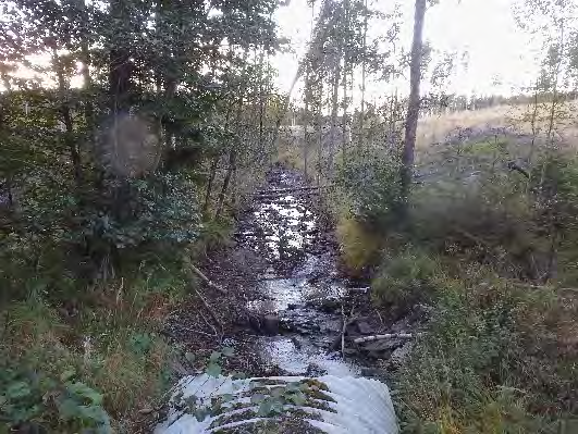 Bottenfauna i Västra Götalands län 13 5. Forteälven, Kölen Datum: 13-1-1 Kommun: Bengtsfors Koordinat: 5175/3791 (sweref 99) 1- m uppströms vägtrumman.