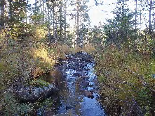 Bottenfauna i Västra Götalands län 13 7. Bäck från St Hökelsvattnet, Kasen Datum: 13-1-3 Kommun: Dals-Ed Koordinat: 55/31757 (sweref 99) -1 m uppströms stor sten, 5 m uppströms fallet.