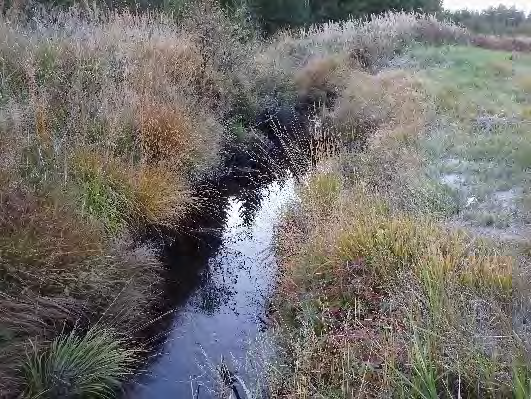 Bottenfauna i Västra Götalands län 13 7. Bästorpsälven, Kasenmossen Datum: 13-1- Kommun: Dals-Ed Koordinat: 537/317 (sweref 99) 5-15 m nedströms vägen.