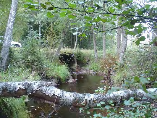 Bottenfauna i Västra Götalands län 13 3. Svartåbäcken, Timmerhedslätt Datum: 13-9-3 Kommun: Lerum Koordinat: 337/337 (sweref 99) - m upptröms vägtrumman.