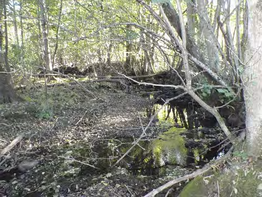 Bottenfauna i Västra Götalands län 13 351. Resteån, Vägeryr Datum: 13-1- Kommun: Uddevalla Koordinat: 175/315 (sweref 99) Ca 3 m uppströms vägtrumma, i svängen där bäcken meandrar åt höger.