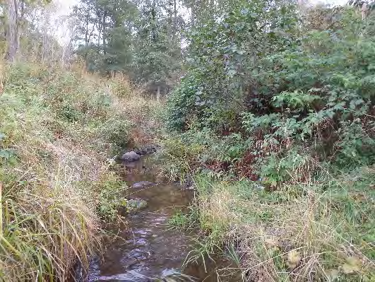 Bottenfauna i Västra Götalands län 13 35. Dynebäcken, Dyne Datum: 13-1-3 Kommun: Strömstad Koordinat: 5/59 (sweref 99) Ca 5 m uppströms gångbro, -1 m nedströms första trädet på norra sidan om ån.