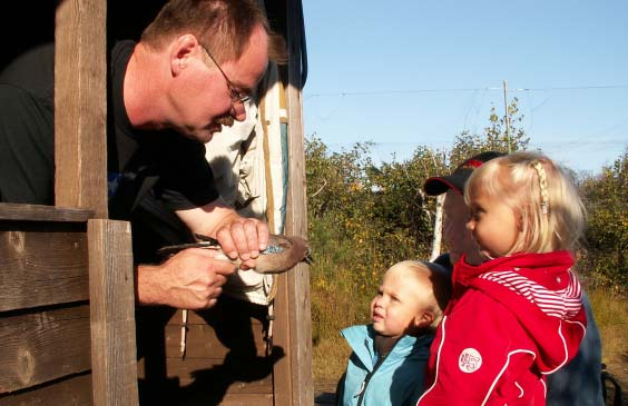 2/11, med mediandatum 20/10. Talltita och svartmes uppvisade obetydliga flyttrörelser. En lappmes upptäcktes 1/11, men den lyckades inte hitta något nät.