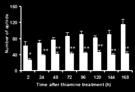 Fig. 4. Effekt av tiaminbehandling av kornplantor på bladlusacceptans. Sort= Lina. Frön har förbehandlats med vatten (vita staplar) eller 150 M tiamin (grå staplar).