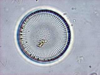 Undersökning av plankton i sjöar inom Rönneås avrinningsområde 25 Kiselalgen Stephanodiscus var mycket vanlig i Ringsjöarna i maj.